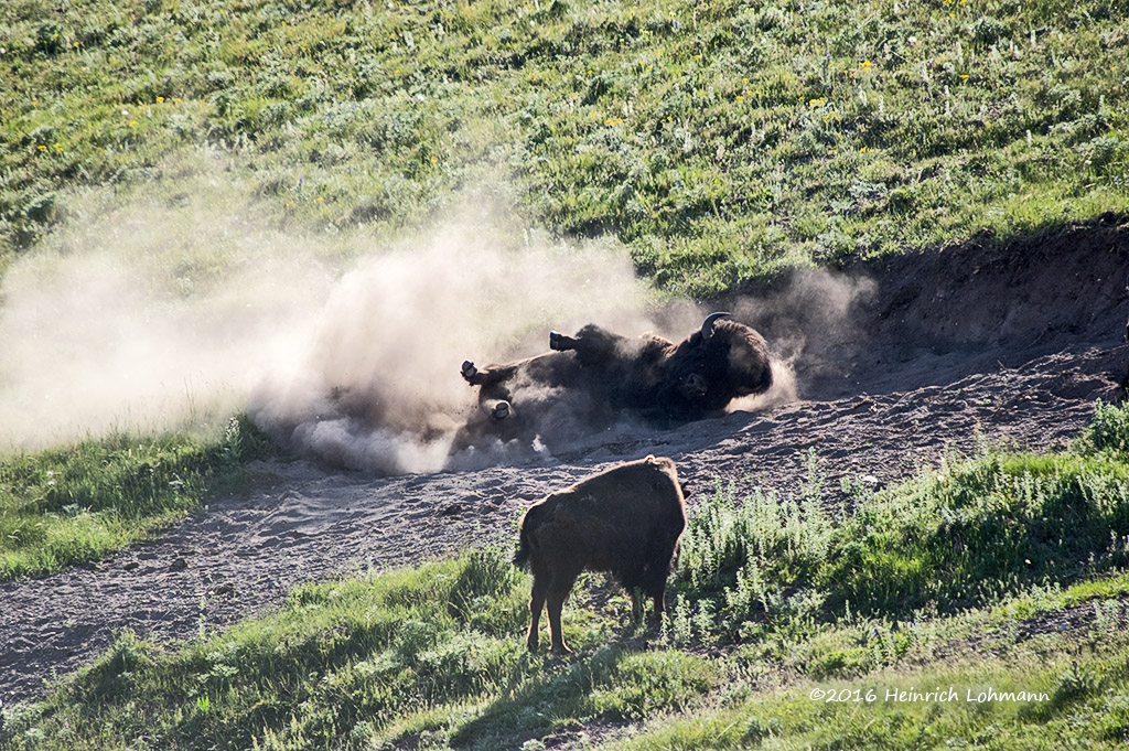 K3D7730-Bison.jpg