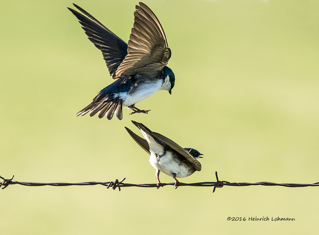 K3D7815-Tree Swallows.jpg