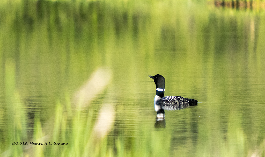 K3D8062-Common Loon.jpg