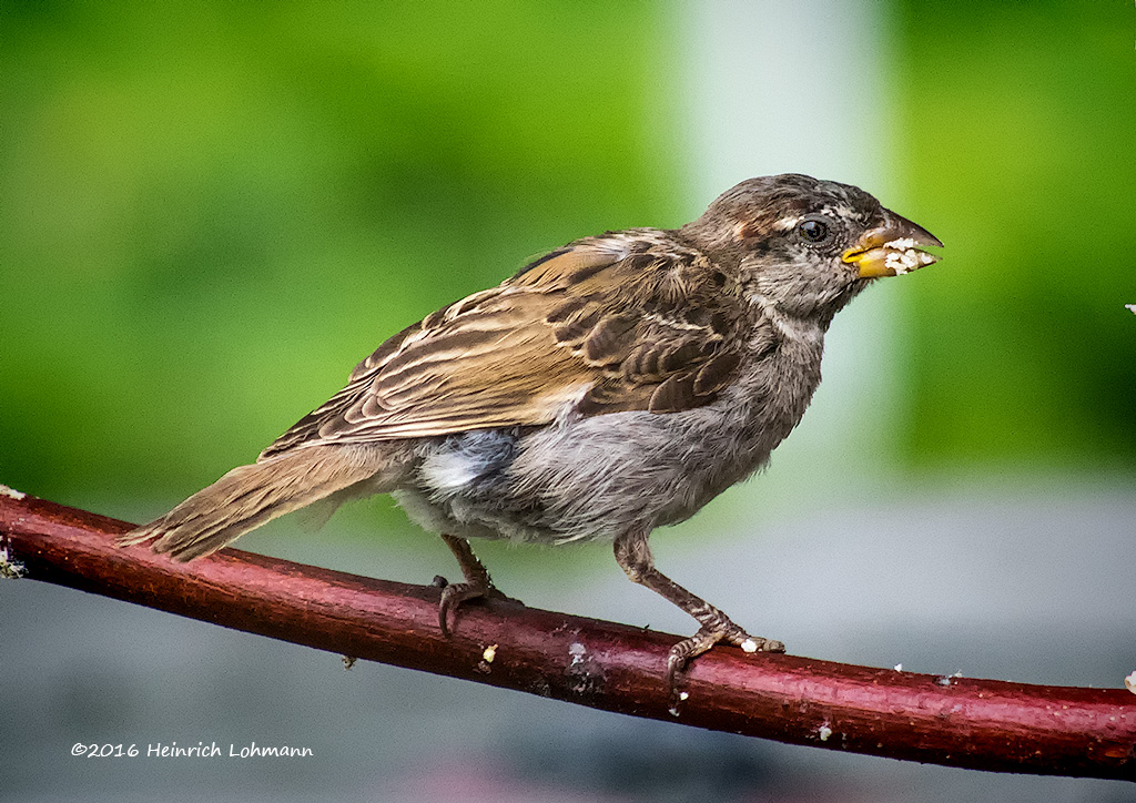 K3E2243-House Sparrow-male-juvenile.jpg