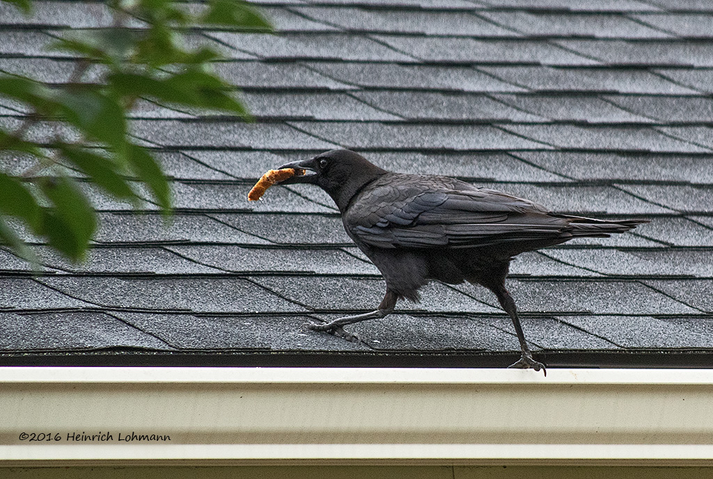 K3E2295-American Crow.jpg