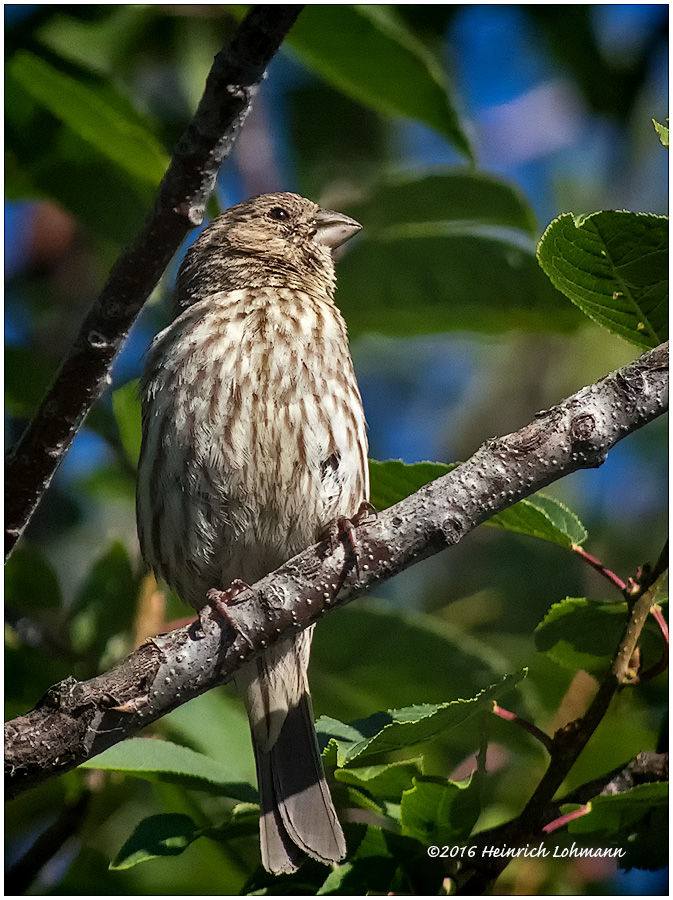 K3E3161-House Finch-female.jpg