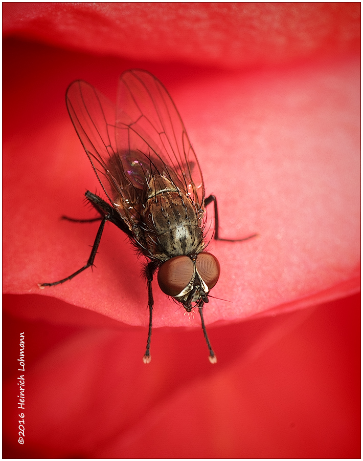K314587-Tiny Fly inside a Begonia Blossum .jpg