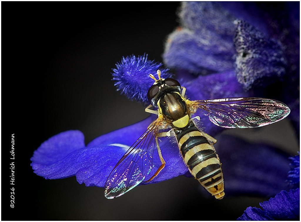 K314631-American Hover Fly.jpg
