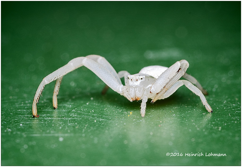 K314595-Crab Spider.jpg