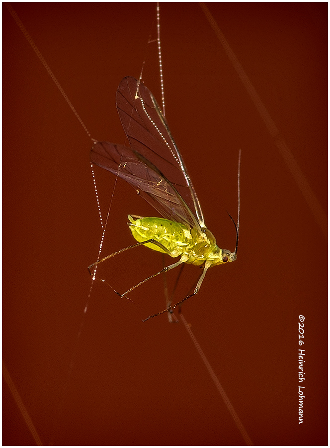 K314573-Aphid in Spiders Webd.jpg