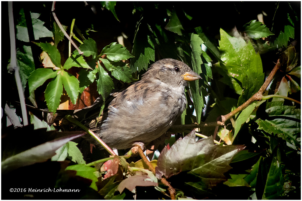 K3E3967-House Sparrow-female.jpg
