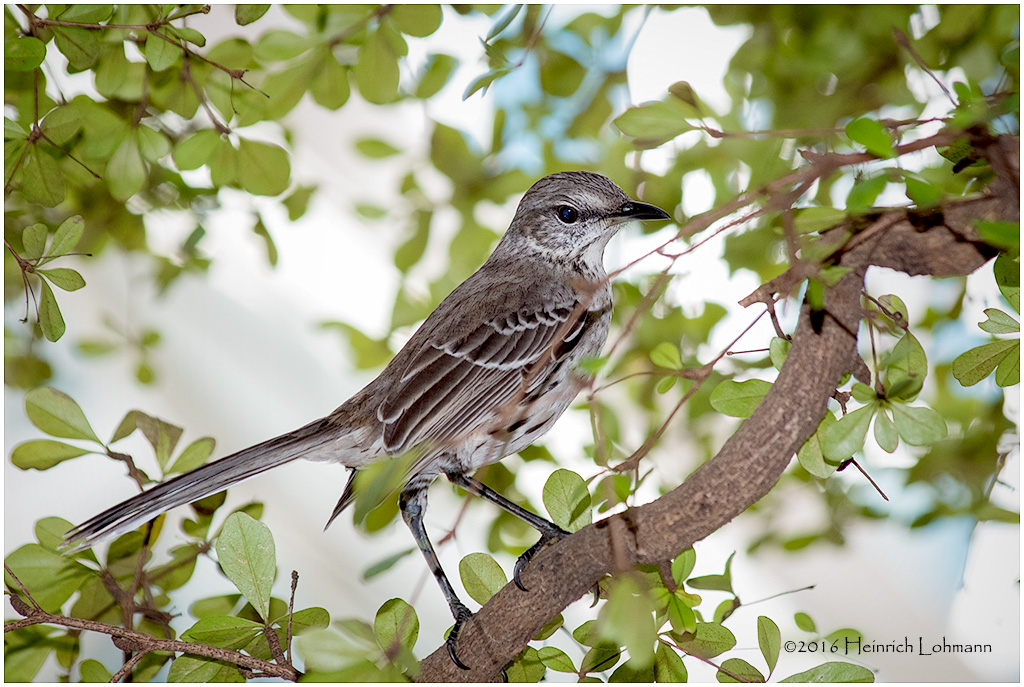 KS21536-Bahama Mockingbird.jpg