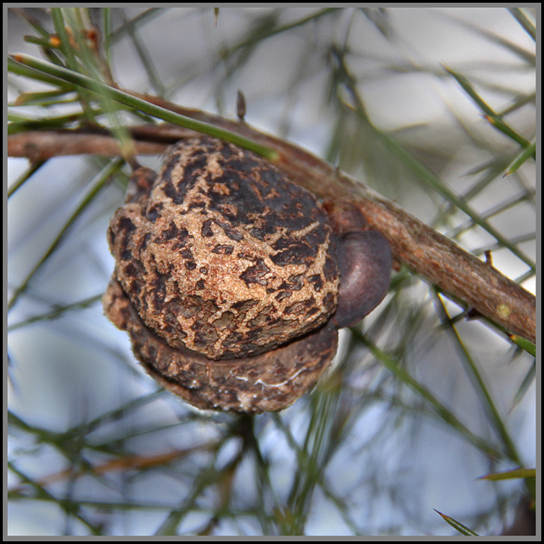  Out on a Limb