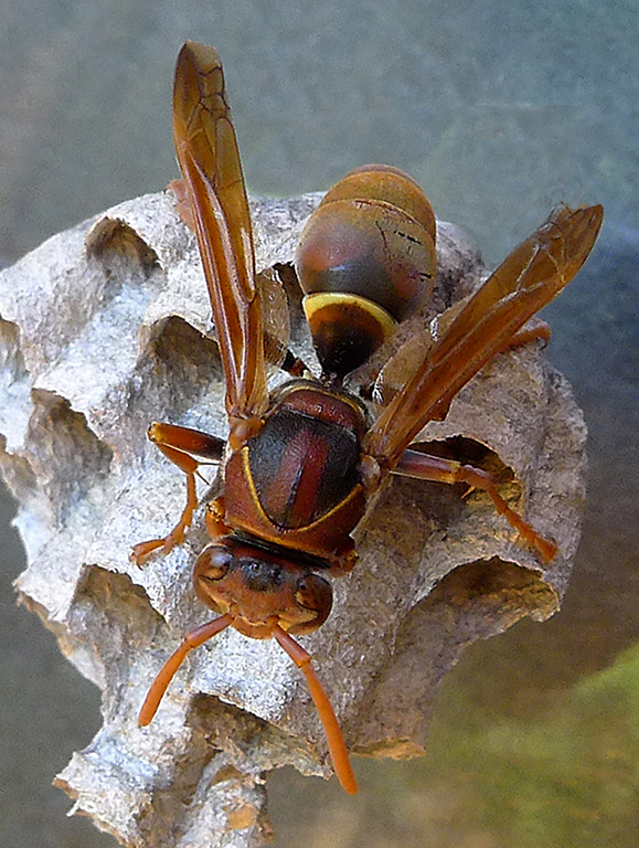  Paper Wasp<br><h4>*Merit*</h4>