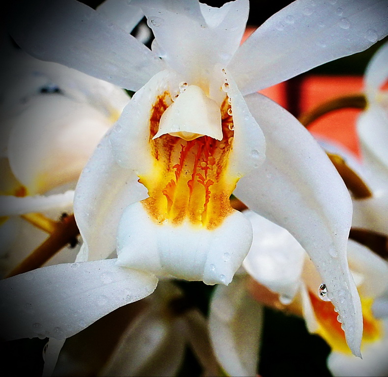  coelogyne