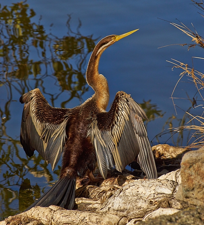  Aust Darter Soaking The Sun<br><h4>*Merit*</h4>