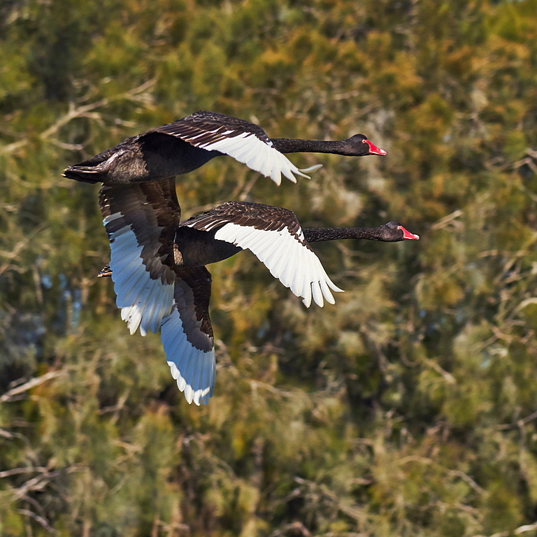  Swans Touch In Flight<br><h4>*Merit*</h4>