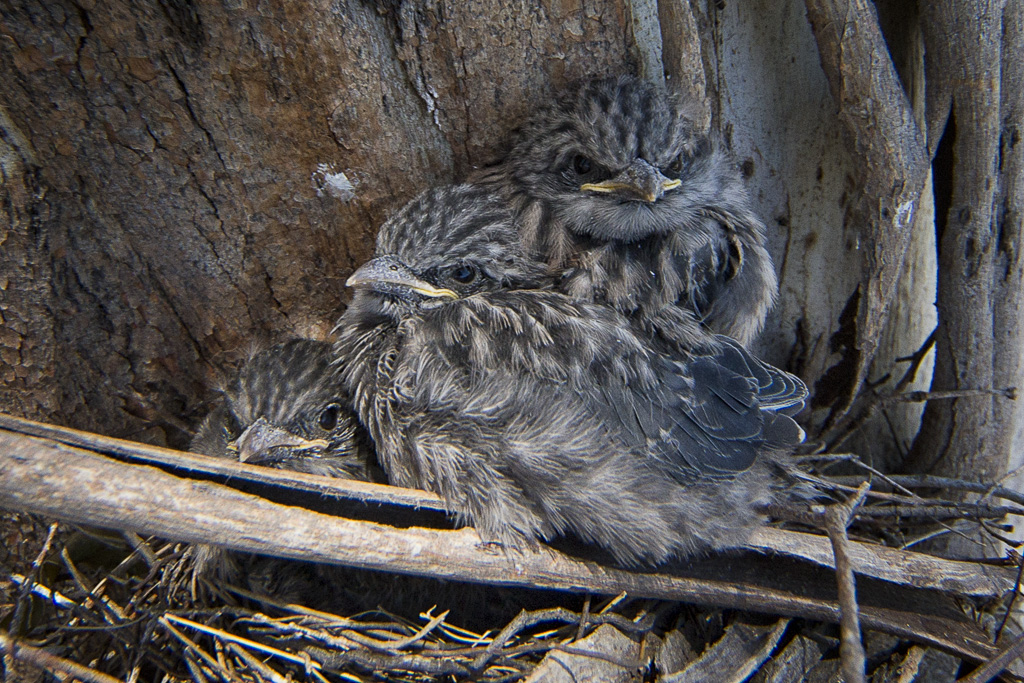  Fledglings