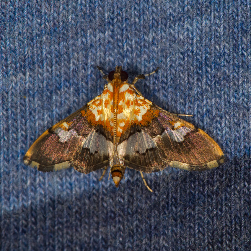 Aetholix flavibasalis