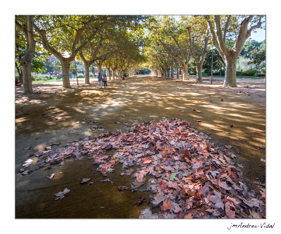 Tardor al parc. Tortosa - Baix Ebre.