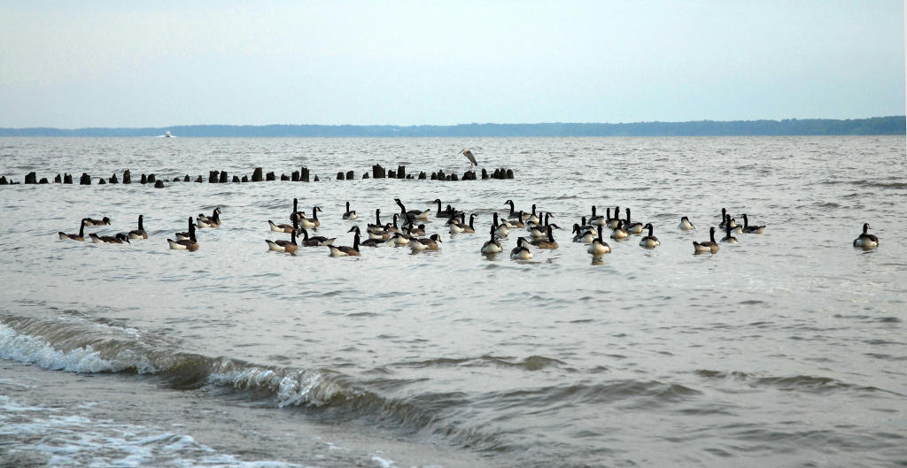 Geese - Jamestown Rediscovery