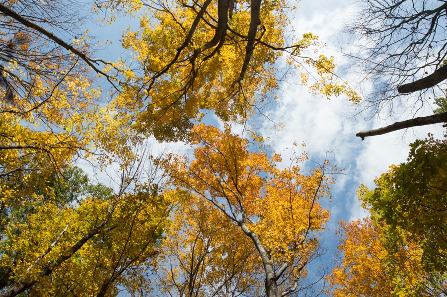 Autumn Tree Canopy 
