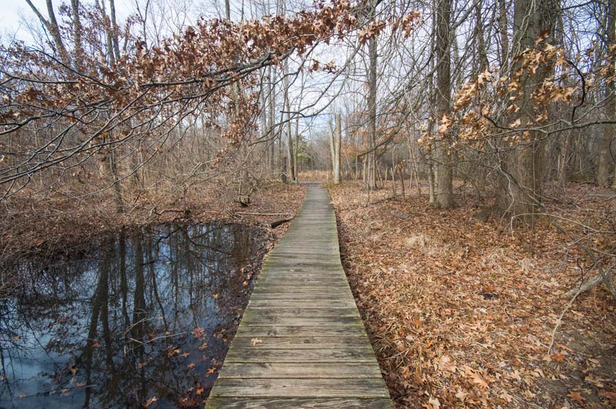 A Wooden Pathway -  Rowe Woods