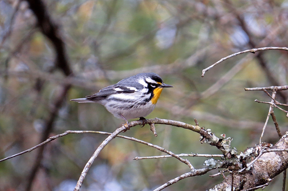 Yellow-throated Warbler