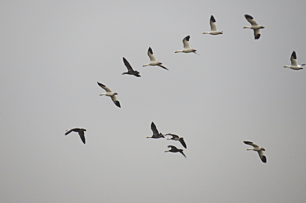 Snow Geese