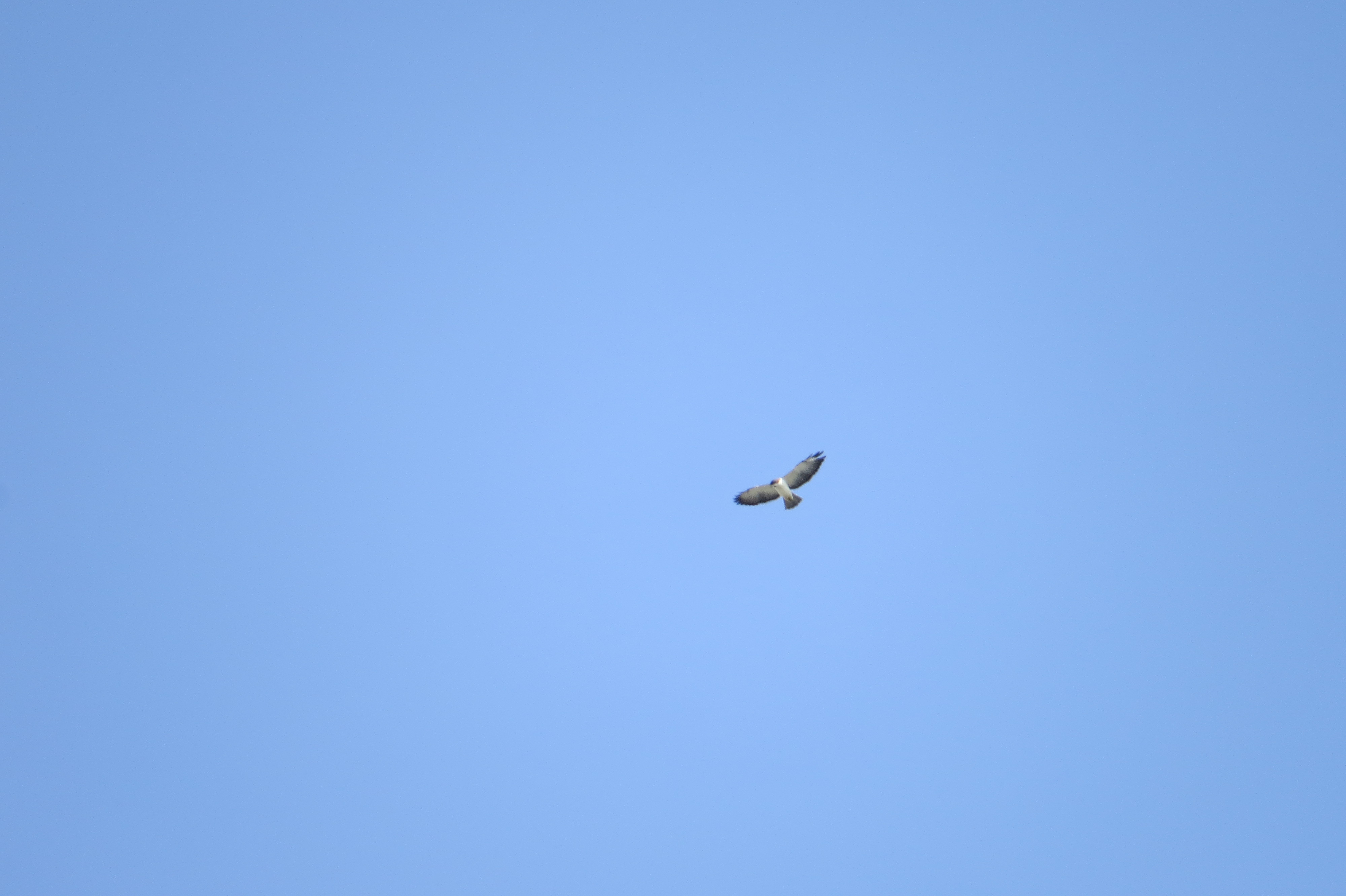 Short-tailed Hawk