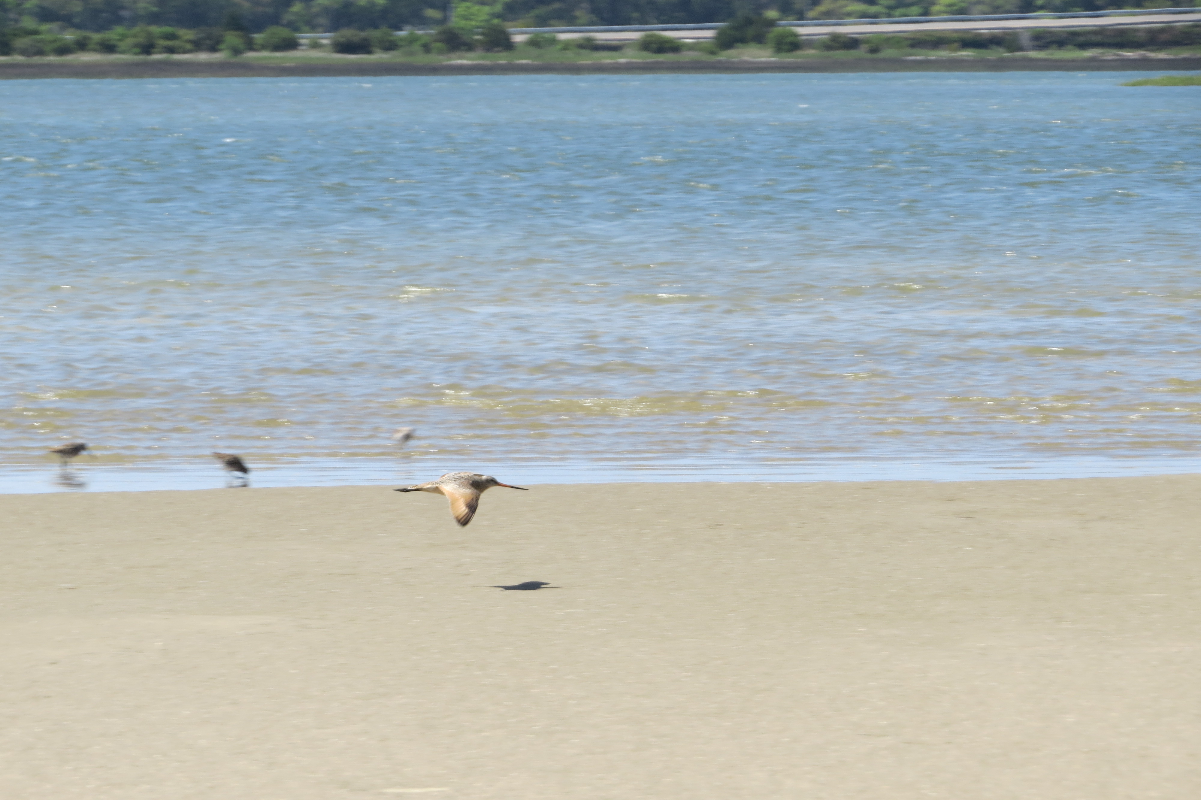Marbled Godwit
