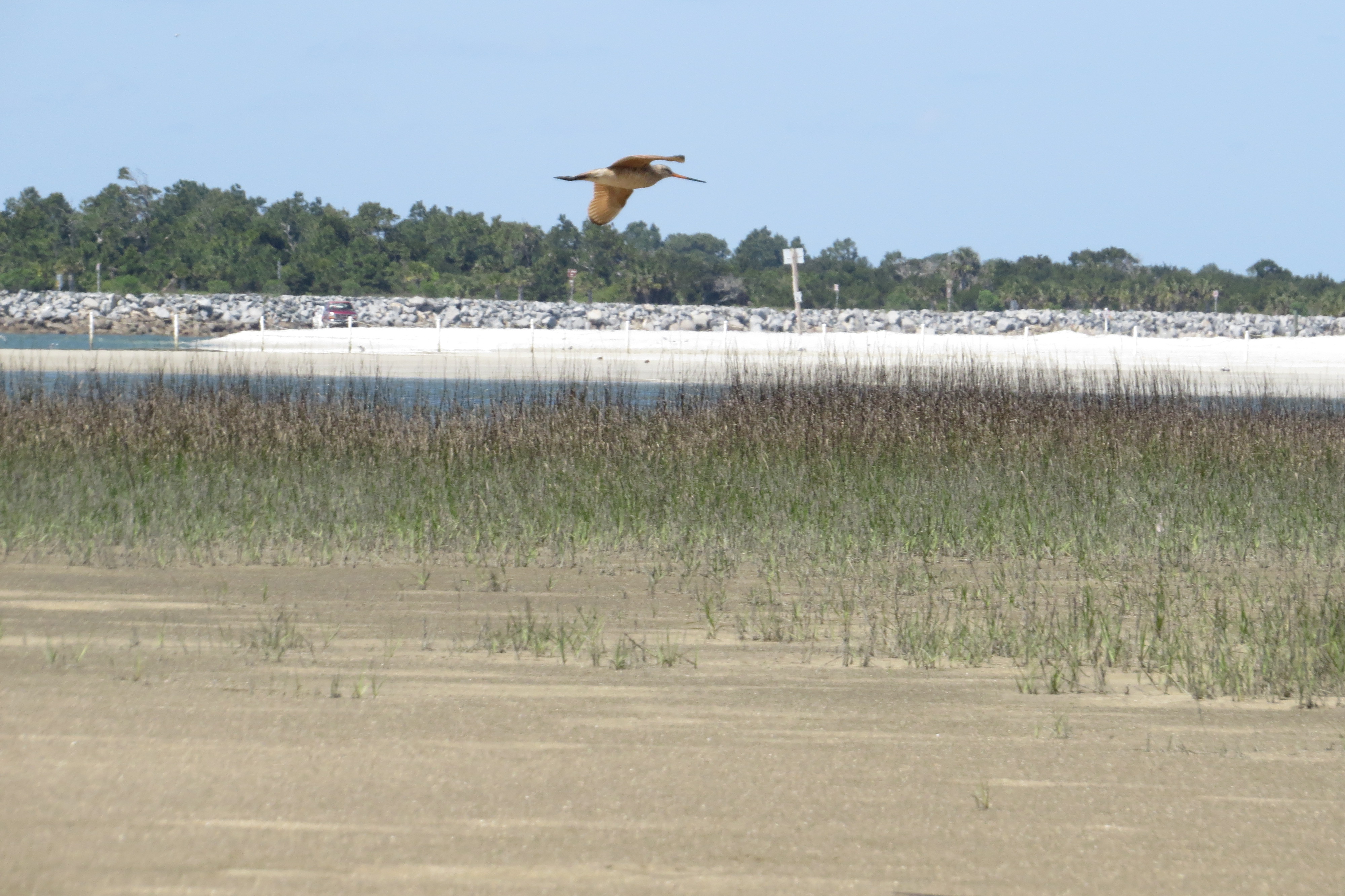 Marbled Godwit