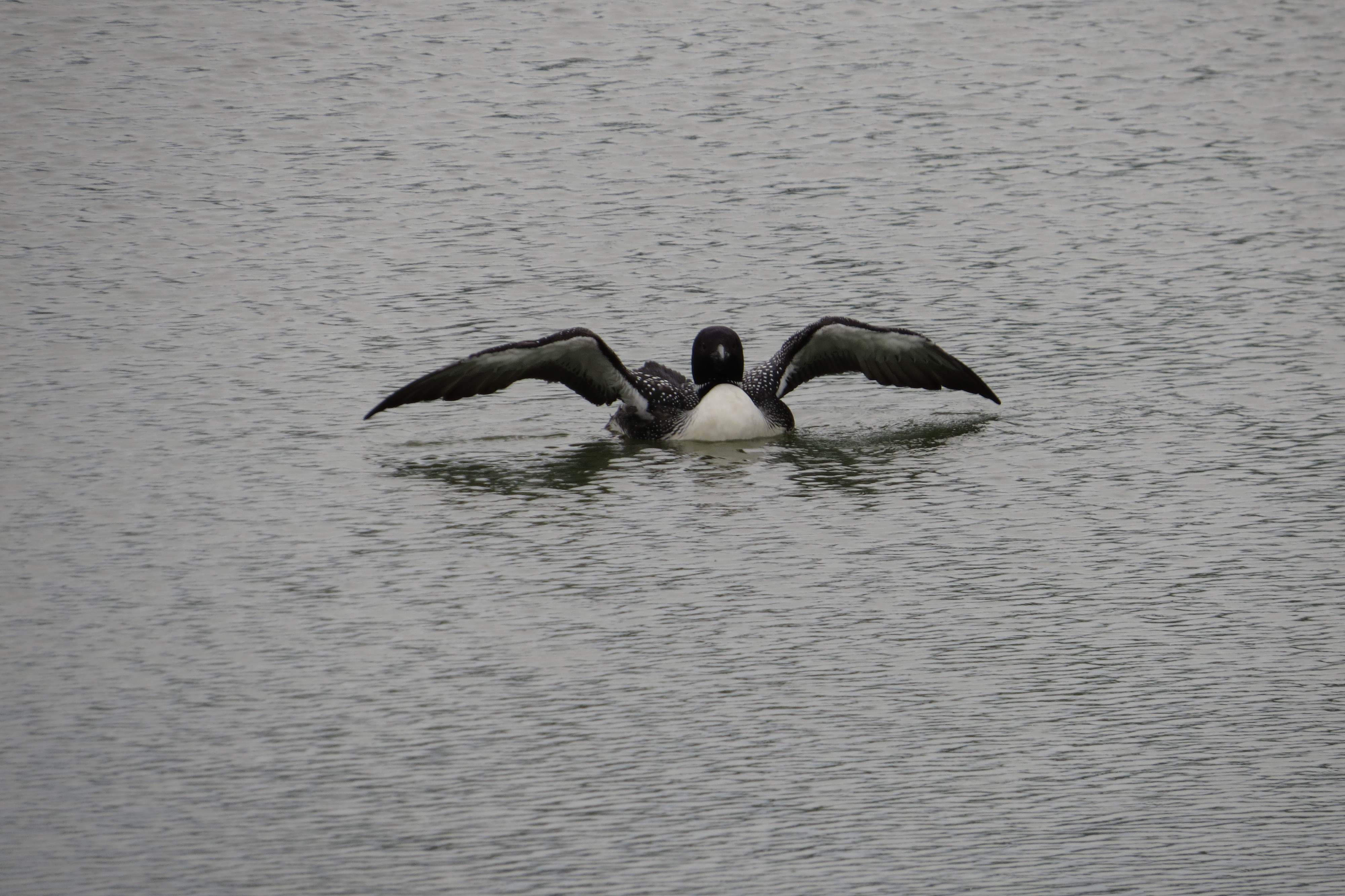 Common Loon