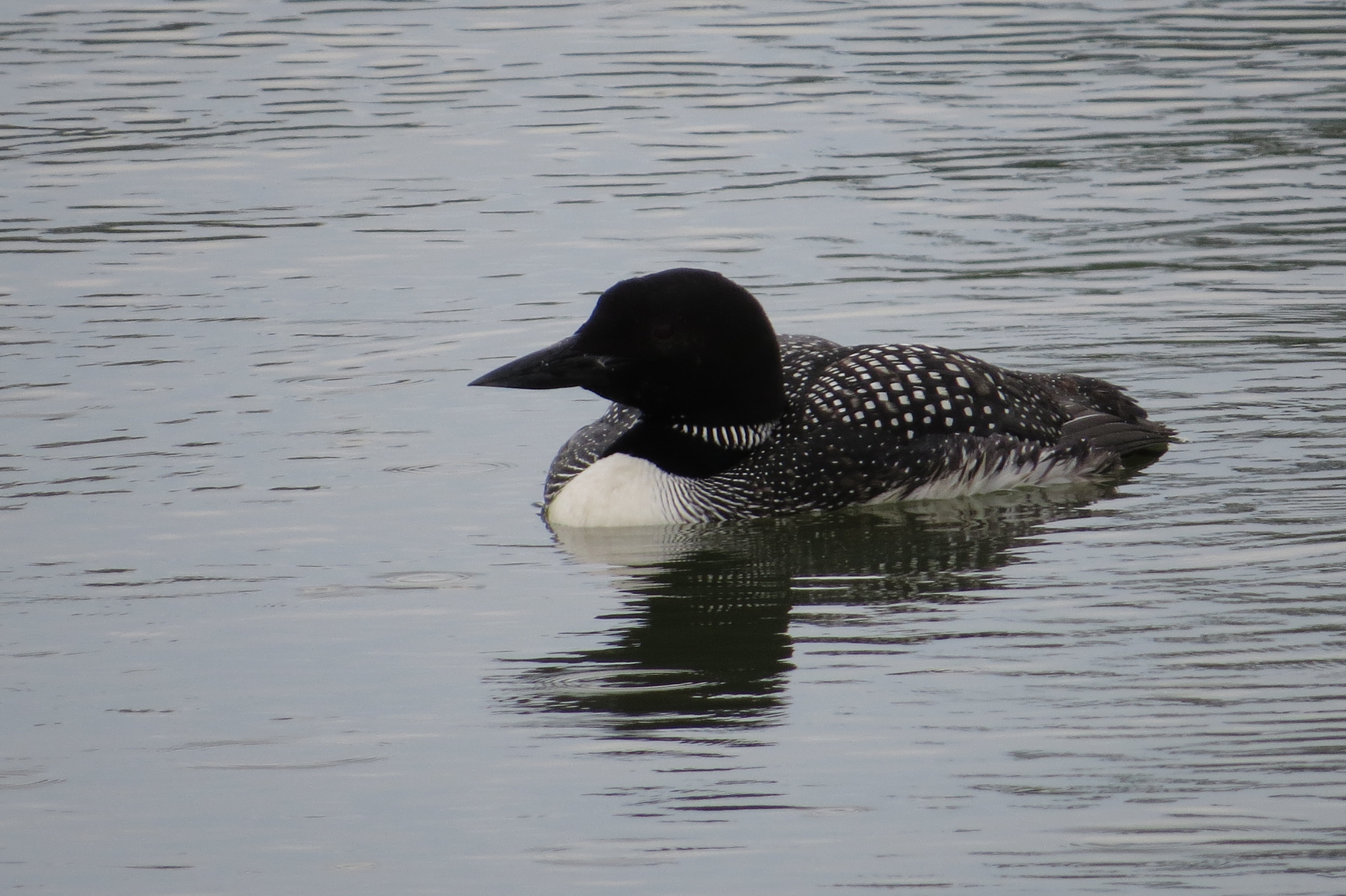 Common Loon