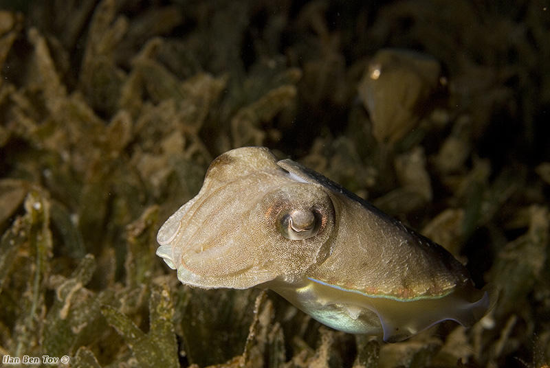 Cuttlefish