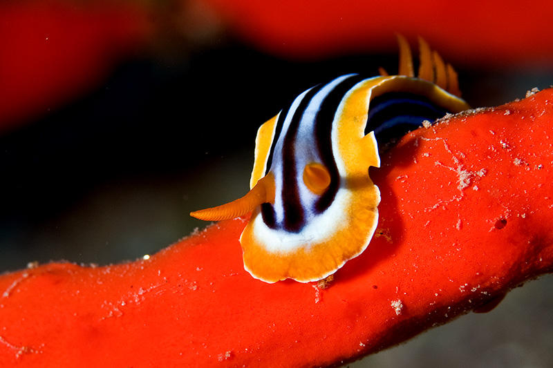 Pijama Nudibranch