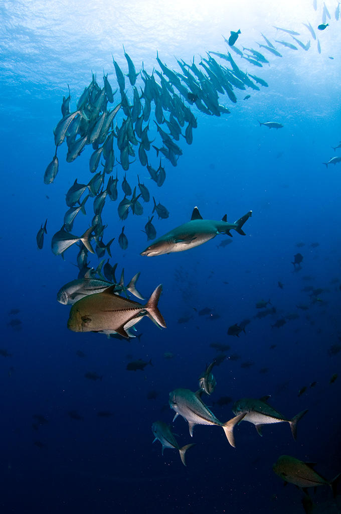 Jacks and white tip reef shark