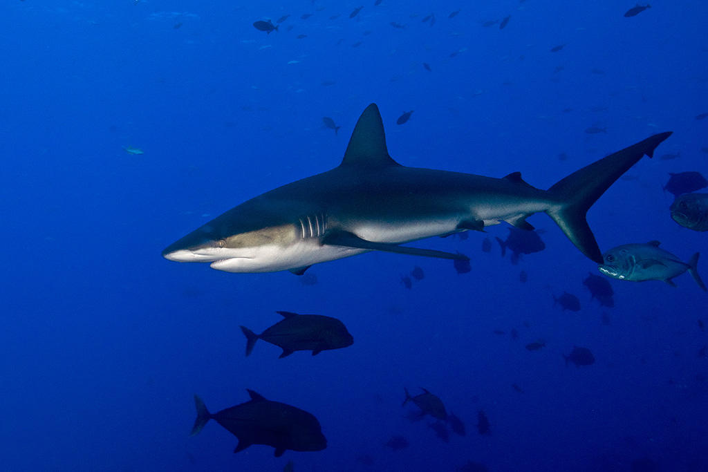 Galapagos Shark