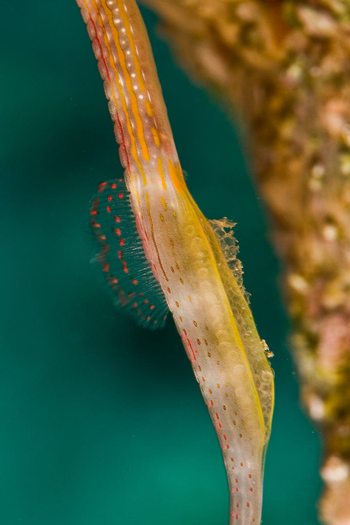 Pregnant Pipefish