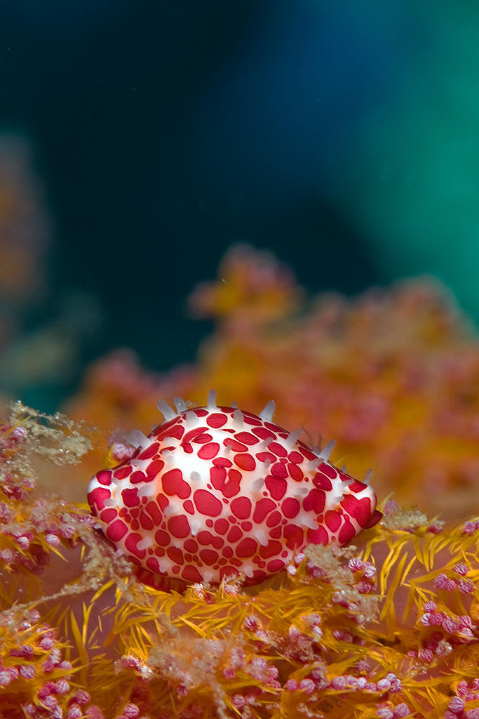 Sofy Coral Cowrie