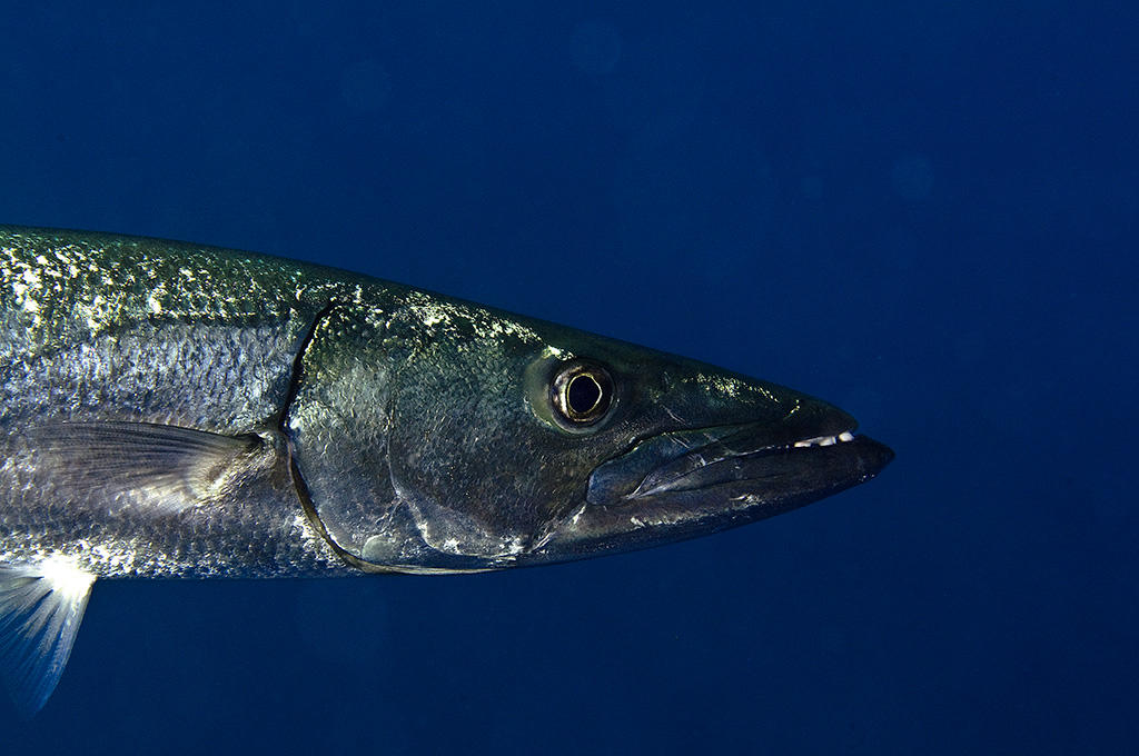 Giant Barracuda