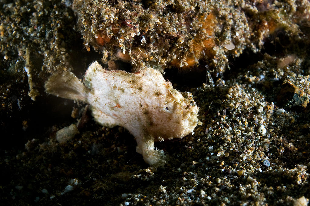 Frogfish