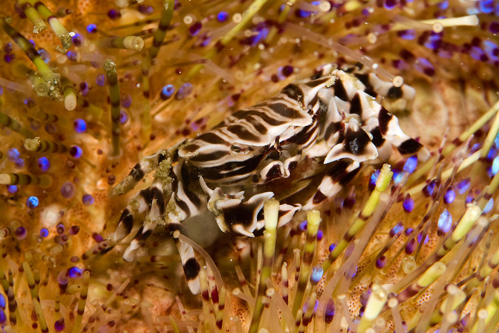 Zebra Crab