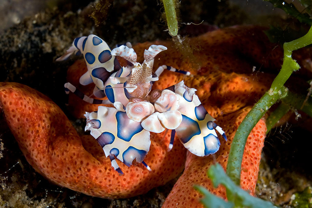 Harlequin Shrimp (Hymenocera picta)