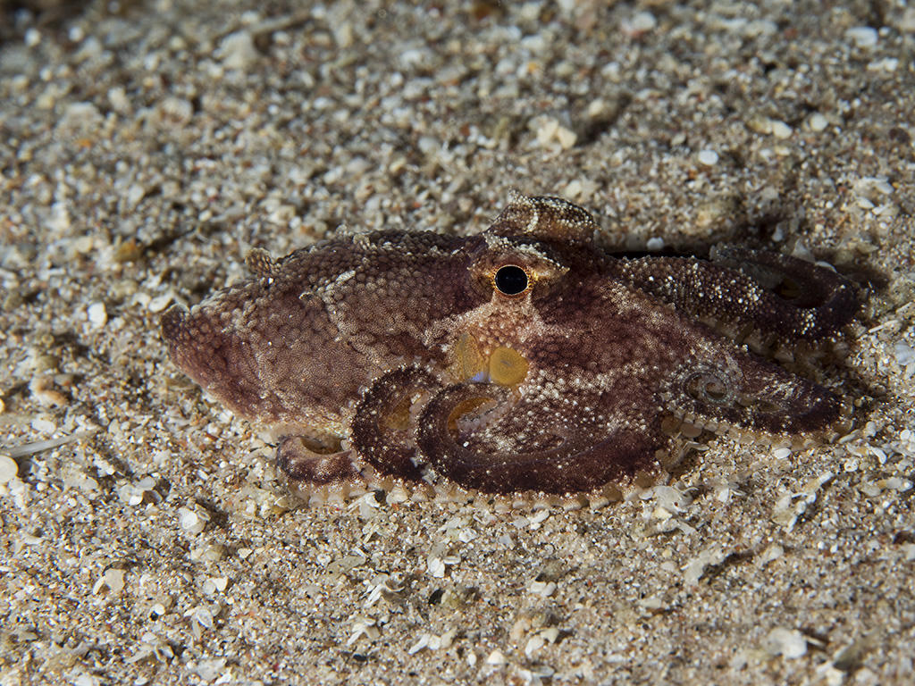 Amphioctopus Aegina (Marbled Octopus)