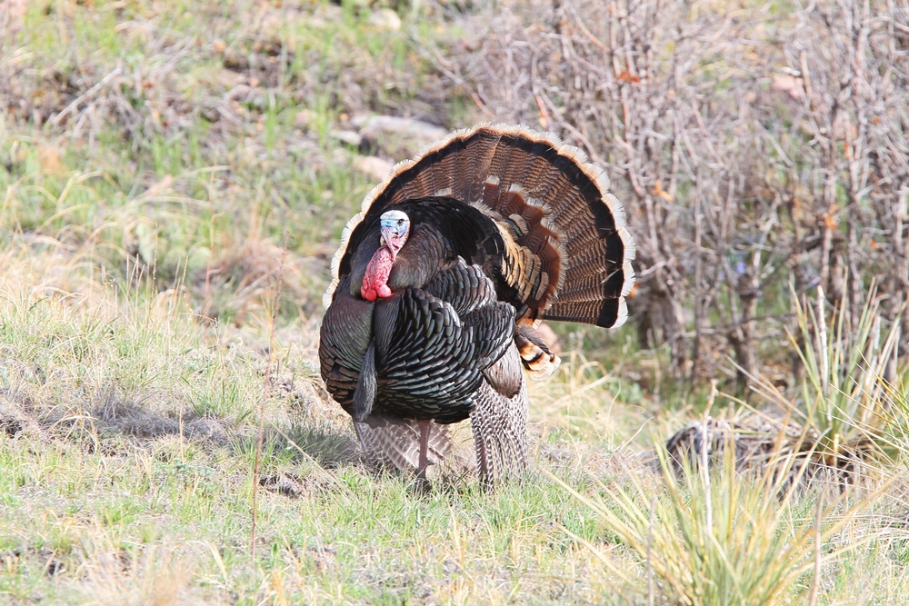 Wild Turkey