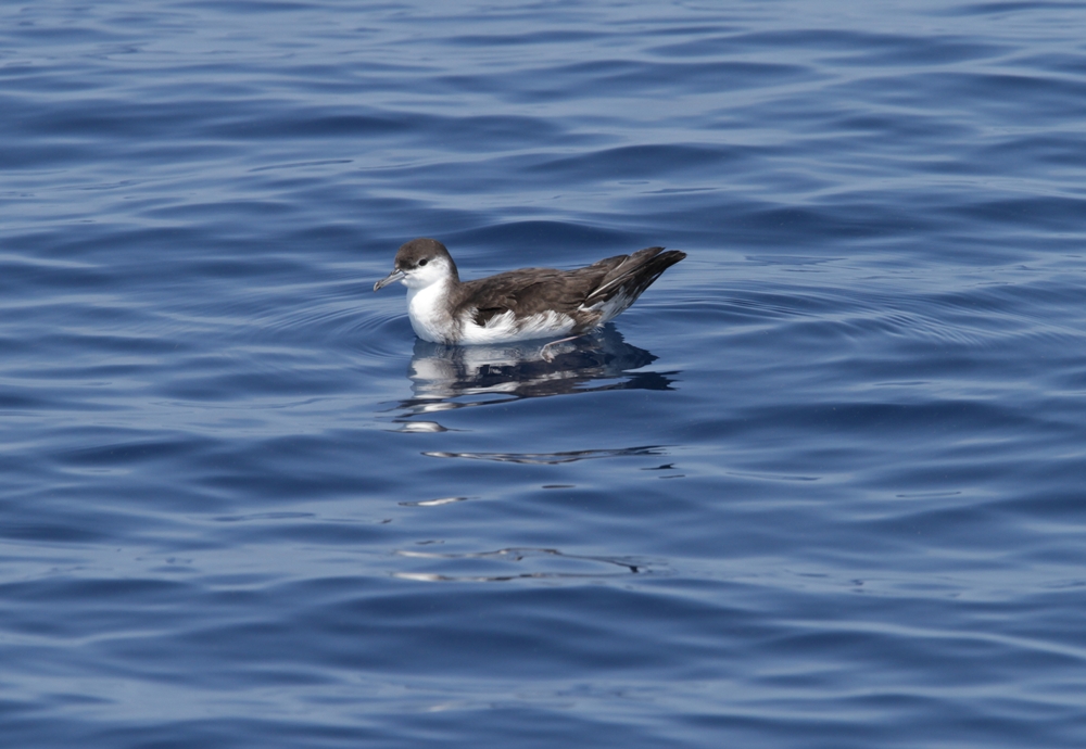 Audubons Shearwater