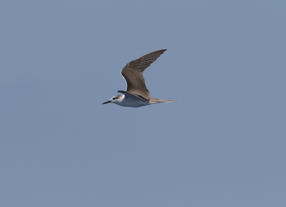 Bridled Tern