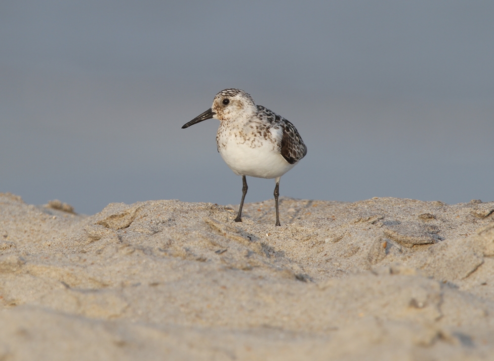 Sanderling