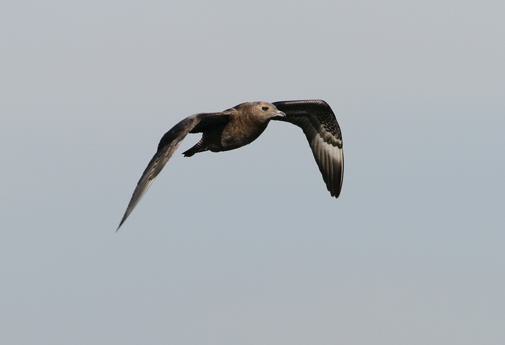 Pomarine Jaeger