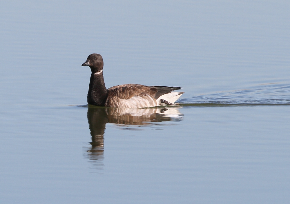 Brant (gray-bellied)