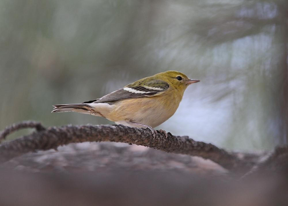 Bay-breasted Warbler