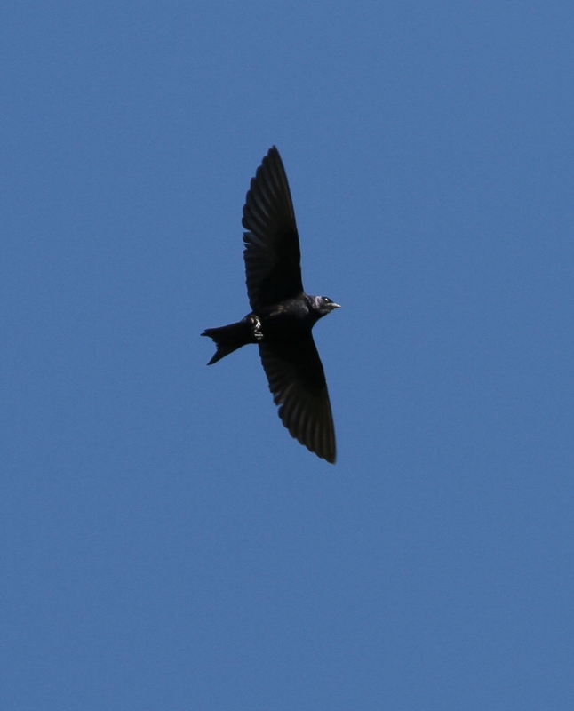 Purple Martin