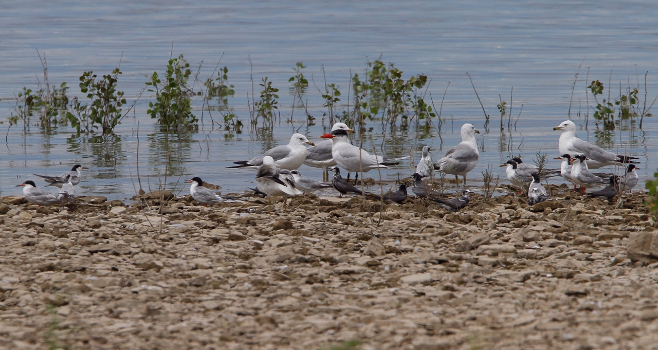 Caspian, Forsters and Black Terns